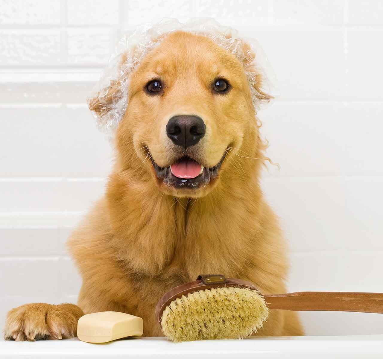 https://urbanhubpet.ae/wp-content/uploads/2018/09/post_02-1280x1200.jpg